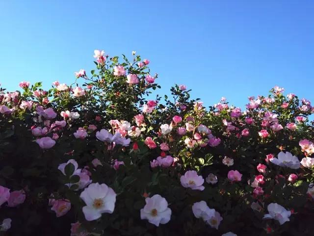 1495698397150684.jpg 02.jpg